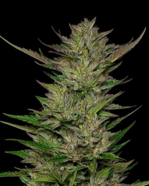 Don Carlos - HUMBOLDT SEED COMPANY | TanieSianie.pl