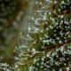 Don Carlos - HUMBOLDT SEED COMPANY | TanieSianie.pl