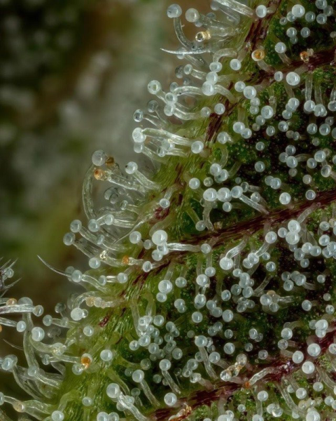 Don Carlos - HUMBOLDT SEED COMPANY | TanieSianie.pl