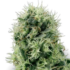 Pure Power Plant - WHITE LABEL | TanieSianie.pl