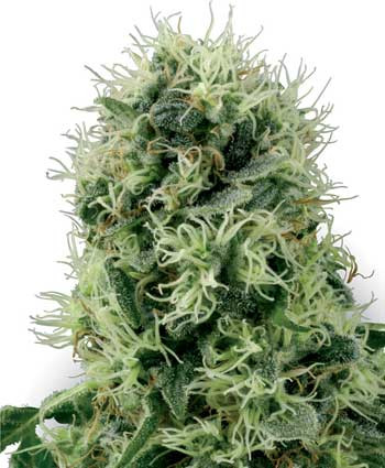 Pure Power Plant - WHITE LABEL | TanieSianie.pl