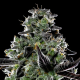 Violet Face Auto - ANESIA SEEDS | TanieSianie.pl