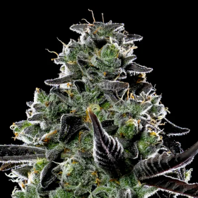 Violet Face Auto - ANESIA SEEDS | TanieSianie.pl