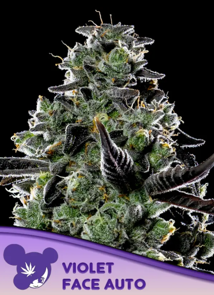 Violet Face Auto - ANESIA SEEDS | TanieSianie.pl
