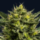 Wham Boom Auto - ANESIA SEEDS | TanieSianie.pl