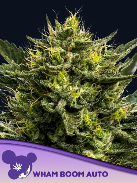 Wham Boom Auto - ANESIA SEEDS | TanieSianie.pl
