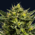 Wham Boom Auto - ANESIA SEEDS