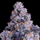 Epic Buzz Auto - ANESIA SEEDS | TanieSianie.pl