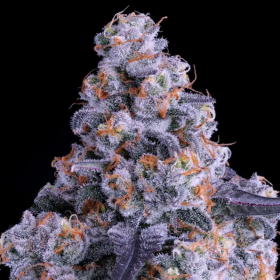 Epic Buzz Auto - ANESIA SEEDS | TanieSianie.pl