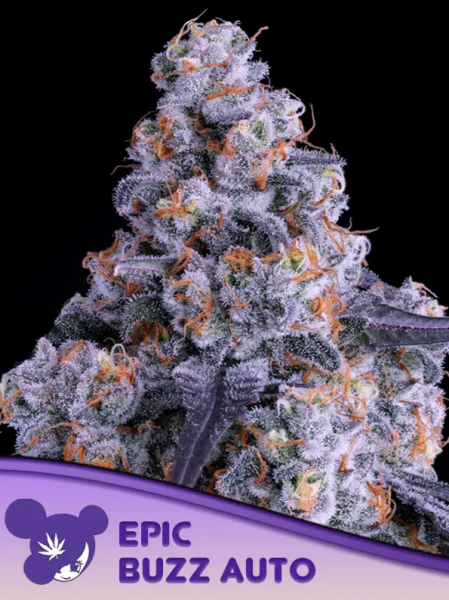 Epic Buzz Auto - ANESIA SEEDS | TanieSianie.pl