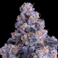 Epic Buzz Auto - ANESIA SEEDS