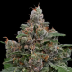 Sun of a Peach - ANESIA SEEDS | TanieSianie.pl