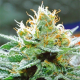 Amnesia x Buddha Kush - VISION SEEDS | TanieSianie.pl