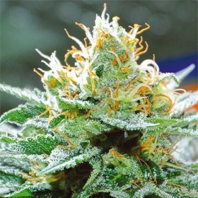 Amnesia x Buddha Kush - VISION SEEDS | TanieSianie.pl