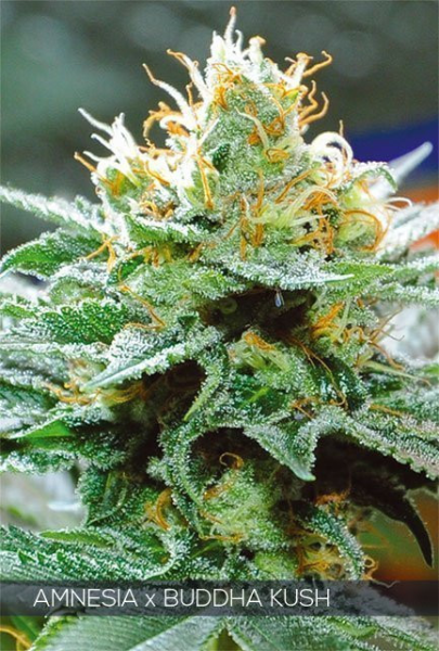 Amnesia x Buddha Kush - VISION SEEDS | TanieSianie.pl
