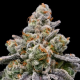 Frozen Face Auto - ANESIA SEEDS | TanieSianie.pl