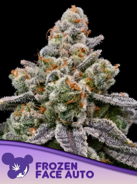 Frozen Face Auto - ANESIA SEEDS | TanieSianie.pl