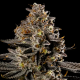 Smashberry Fumez Auto - ANESIA SEEDS | TanieSianie.pl