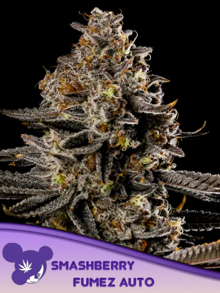 Smashberry Fumez Auto - ANESIA SEEDS | TanieSianie.pl