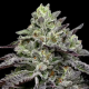 Smashberry Fumez - ANESIA SEEDS | TanieSianie.pl