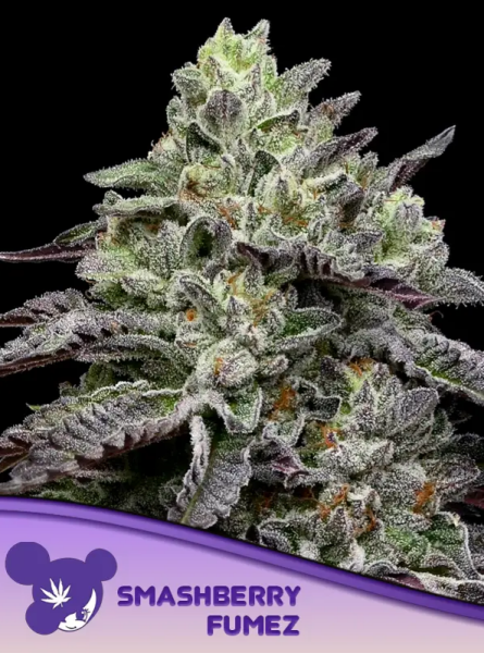 Smashberry Fumez - ANESIA SEEDS | TanieSianie.pl