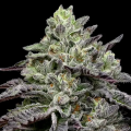 Smashberry Fumez - ANESIA SEEDS
