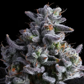Elementz - ANESIA SEEDS | TanieSianie.pl