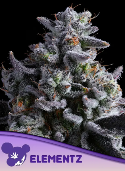 Elementz - ANESIA SEEDS | TanieSianie.pl