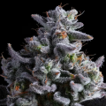 Elementz - ANESIA SEEDS