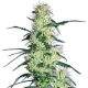 Purple Haze - WHITE LABEL | TanieSianie.pl