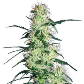 Purple Haze - WHITE LABEL | TanieSianie.pl