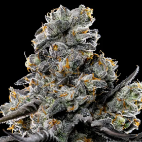 Violet Face - ANESIA SEEDS | TanieSianie.pl