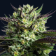 Wham Boom - ANESIA SEEDS | TanieSianie.pl