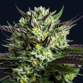 Wham Boom - ANESIA SEEDS | TanieSianie.pl