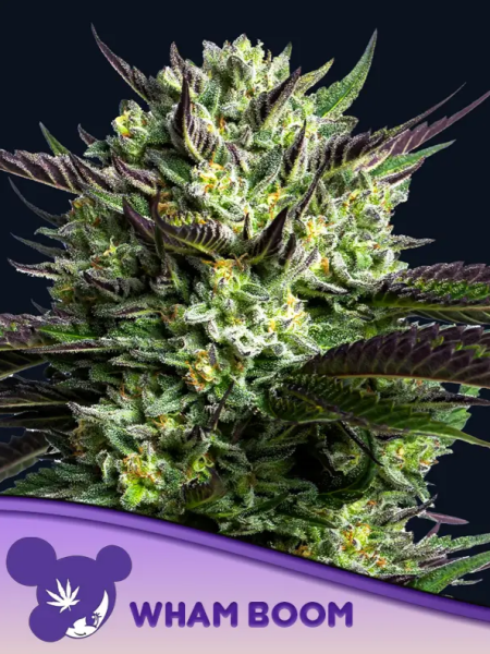 Wham Boom - ANESIA SEEDS | TanieSianie.pl