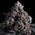 Indigo Sapphire - ANESIA SEEDS