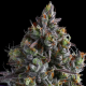 Coco Jambo - ANESIA SEEDS | TanieSianie.pl