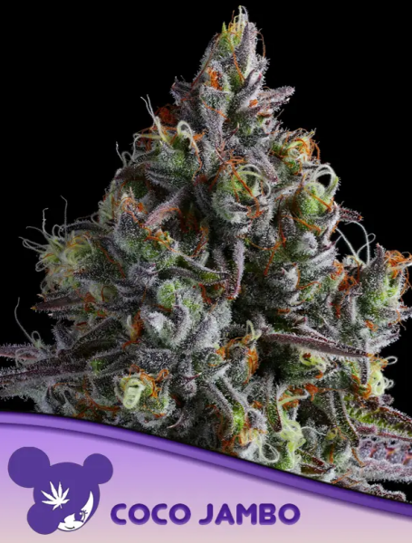 Coco Jambo - ANESIA SEEDS | TanieSianie.pl