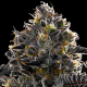 Purple Lobster - ANESIA SEEDS | TanieSianie.pl