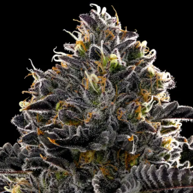 Purple Lobster - ANESIA SEEDS | TanieSianie.pl