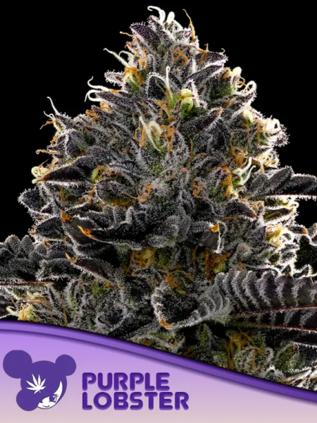 Purple Lobster - ANESIA SEEDS | TanieSianie.pl