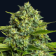 Sticky Boof - ANESIA SEEDS | TanieSianie.pl
