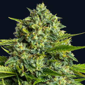 Sticky Boof - ANESIA SEEDS | TanieSianie.pl