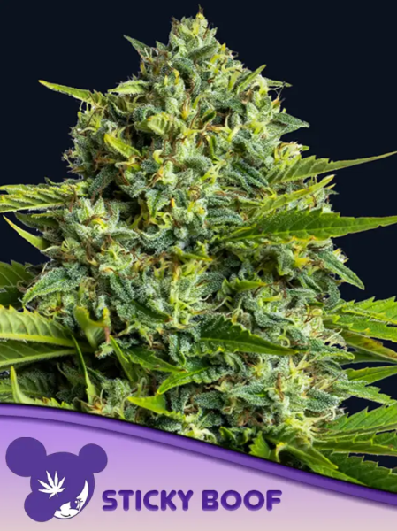 Sticky Boof - ANESIA SEEDS | TanieSianie.pl