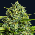 Sticky Boof - ANESIA SEEDS