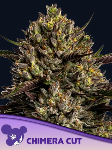 Chimera Cut - ANESIA SEEDS | TanieSianie.pl