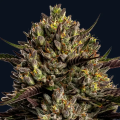 Chimera Cut - ANESIA SEEDS