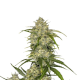 Sour Jealousy Auto - FASTBUDS | TanieSianie.pl