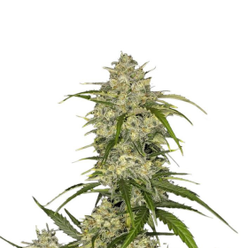 Sour Jealousy Auto - FASTBUDS | TanieSianie.pl