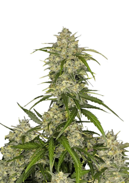 Sour Jealousy Auto - FASTBUDS | TanieSianie.pl